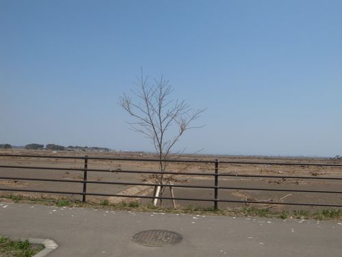Japon, sendai, cerisier nu Japon, sendai, cerisier nu