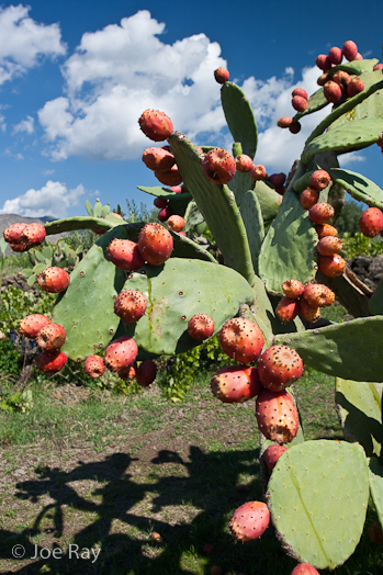 Pricklypear